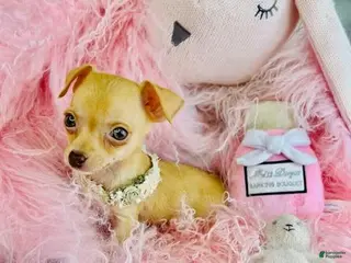 Chihuahua dogs Chihuahua Puppy 1 - Ad 21