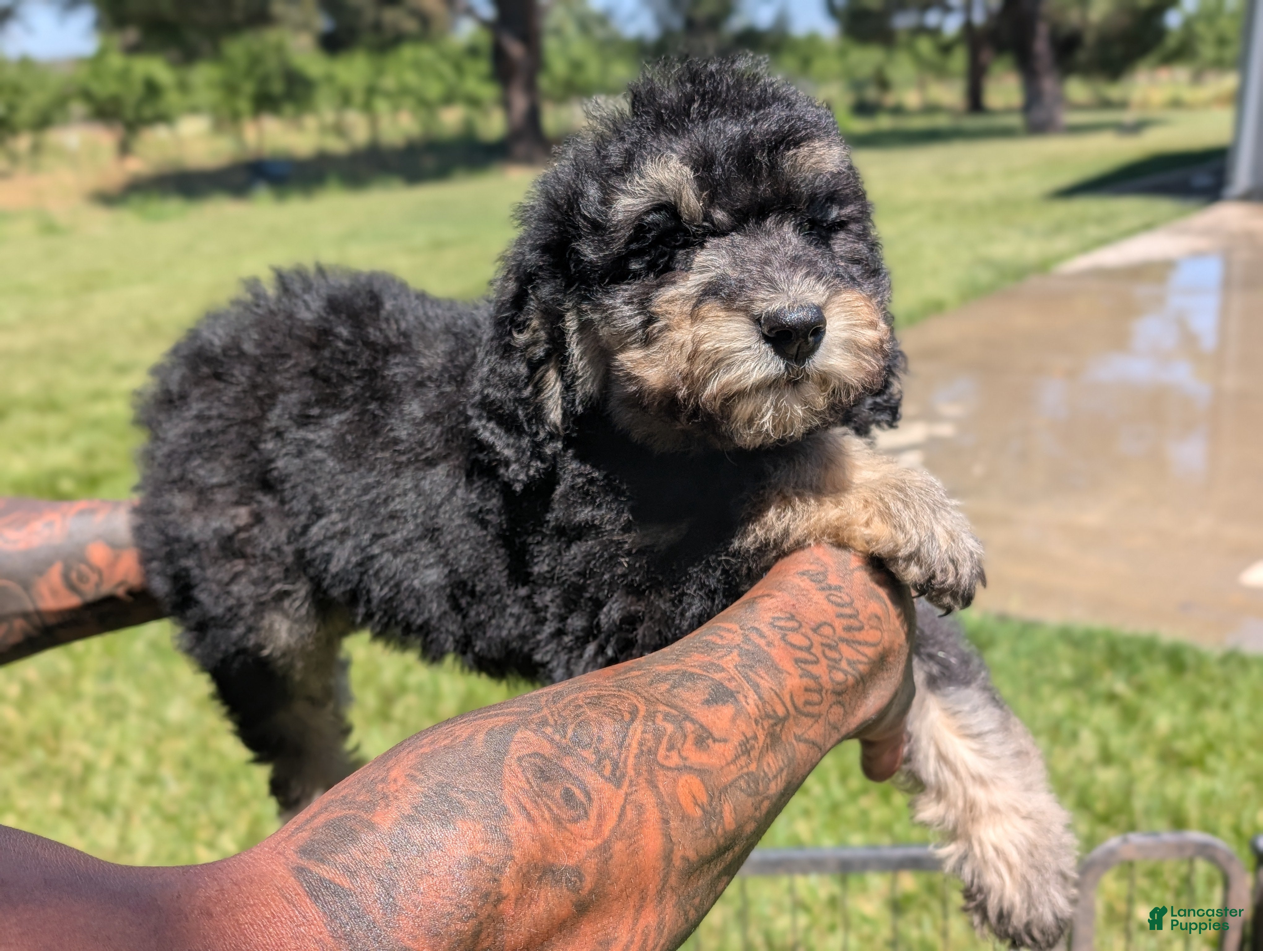 Mixed Breed dogs Cedar - Ad 2