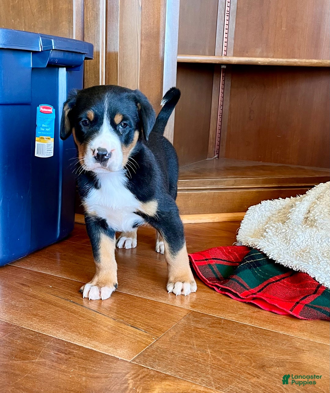 Greater Swiss Mountain Dog dogs for sale: SVEN❤️🎄AKC Hip Cert❤️Call 717-859-8731 - Ad 5