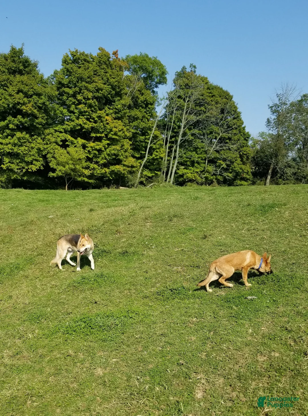 German Shepherd dogs for sale: German Shepherd Puppy 6 - Ad 5