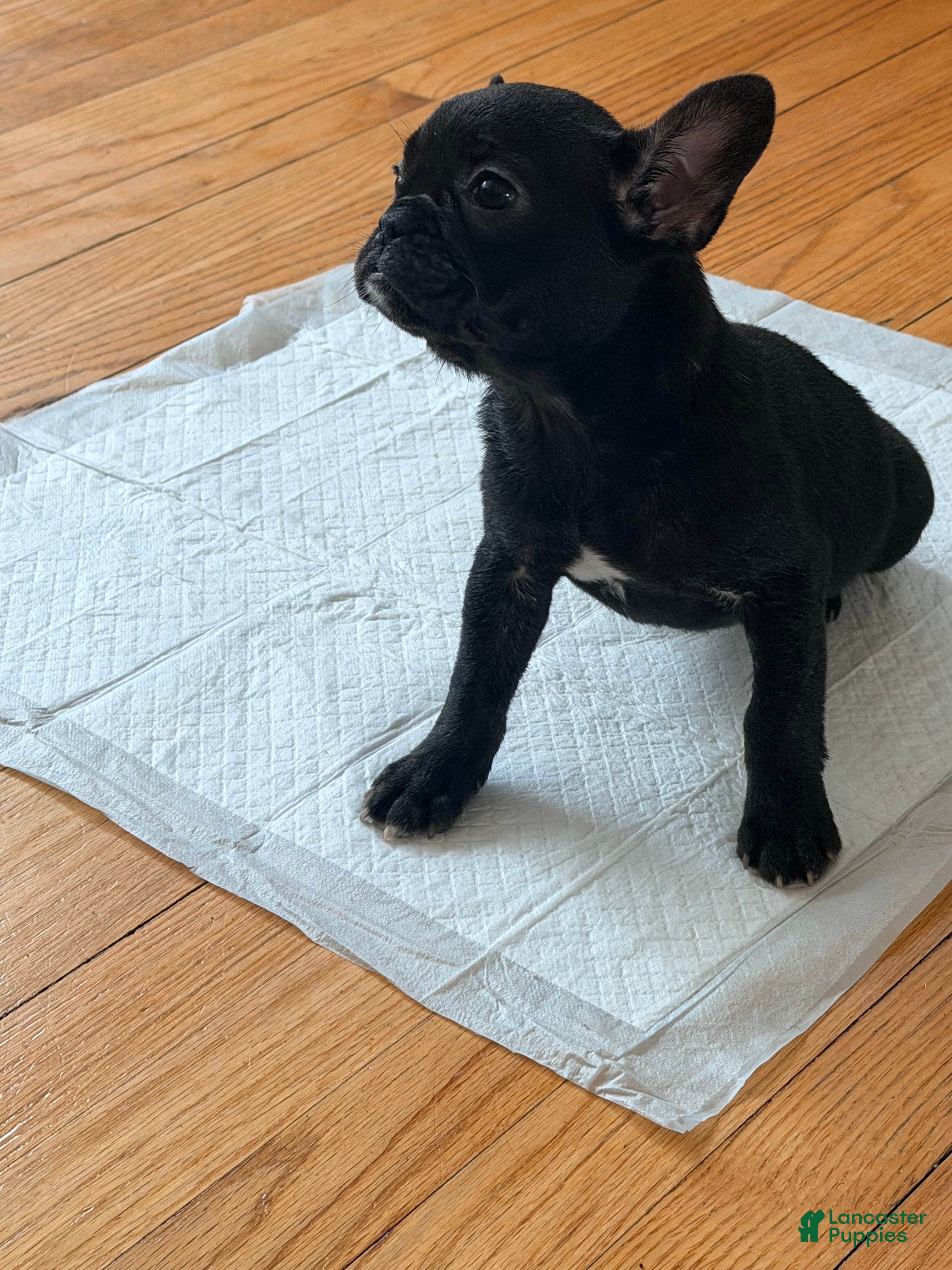 French Bulldog dogs Bear - Ad 37