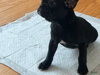 French Bulldog dogs Bear - Ad 37