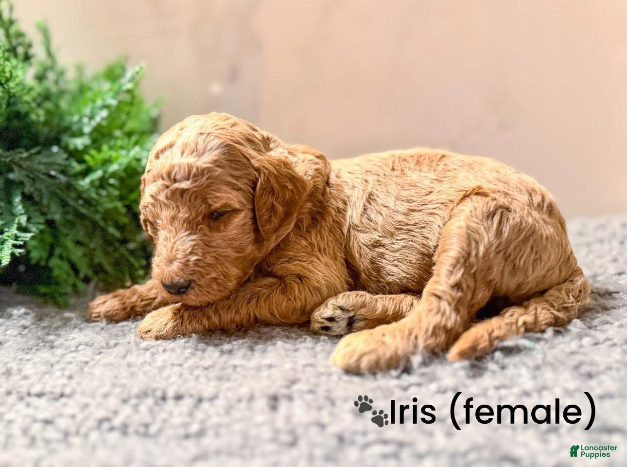 Goldendoodle dogs Goldendoodle Puppy 9 - Ad 42