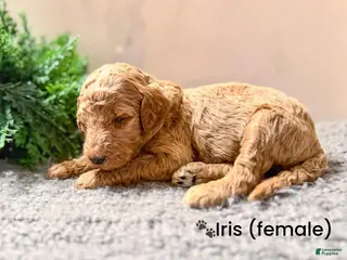 Goldendoodle dogs Goldendoodle Puppy 9 - Ad 42