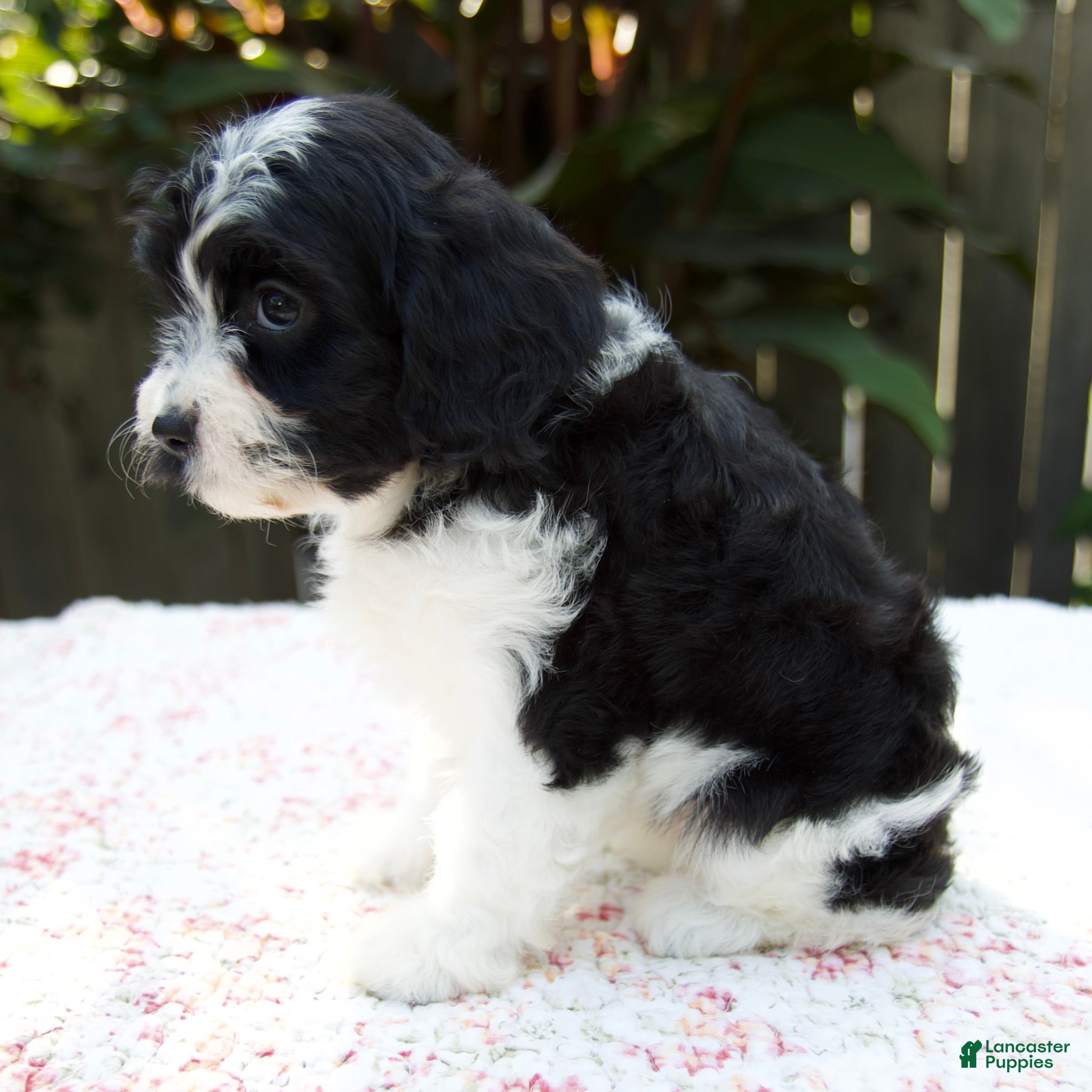 Cavapoo dogs Flora - Ad 2