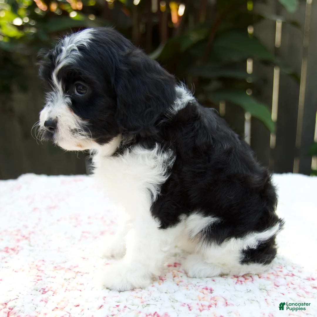 Cavapoo dogs for sale: Flora - Ad 2