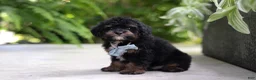 Cavapoo dogs for sale: Lil Bear - Ad 9