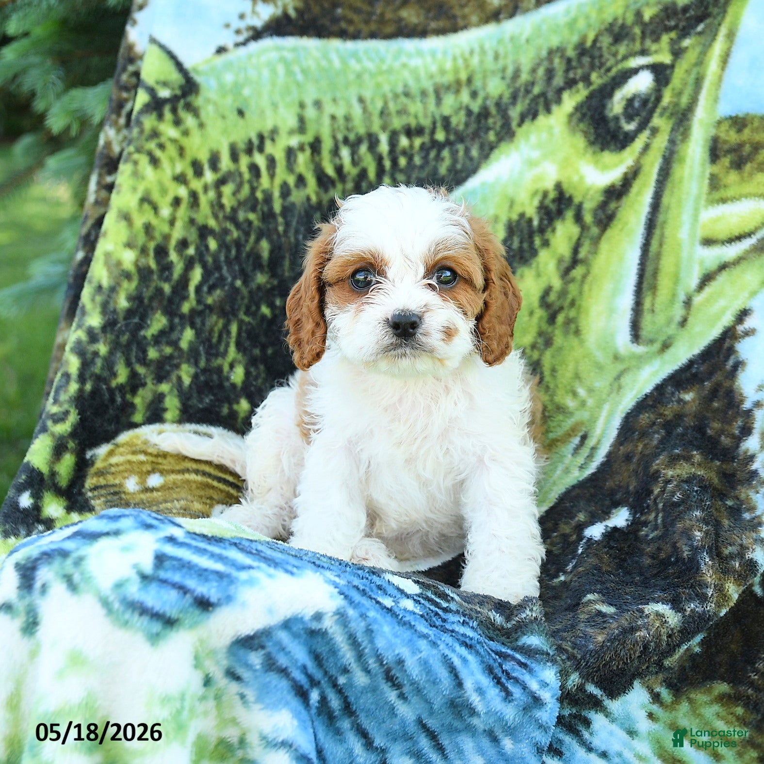 Cavapoo dogs for sale: Mia  - Ad 2