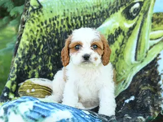 Cavapoo dogs for sale: Mia - Ad 2