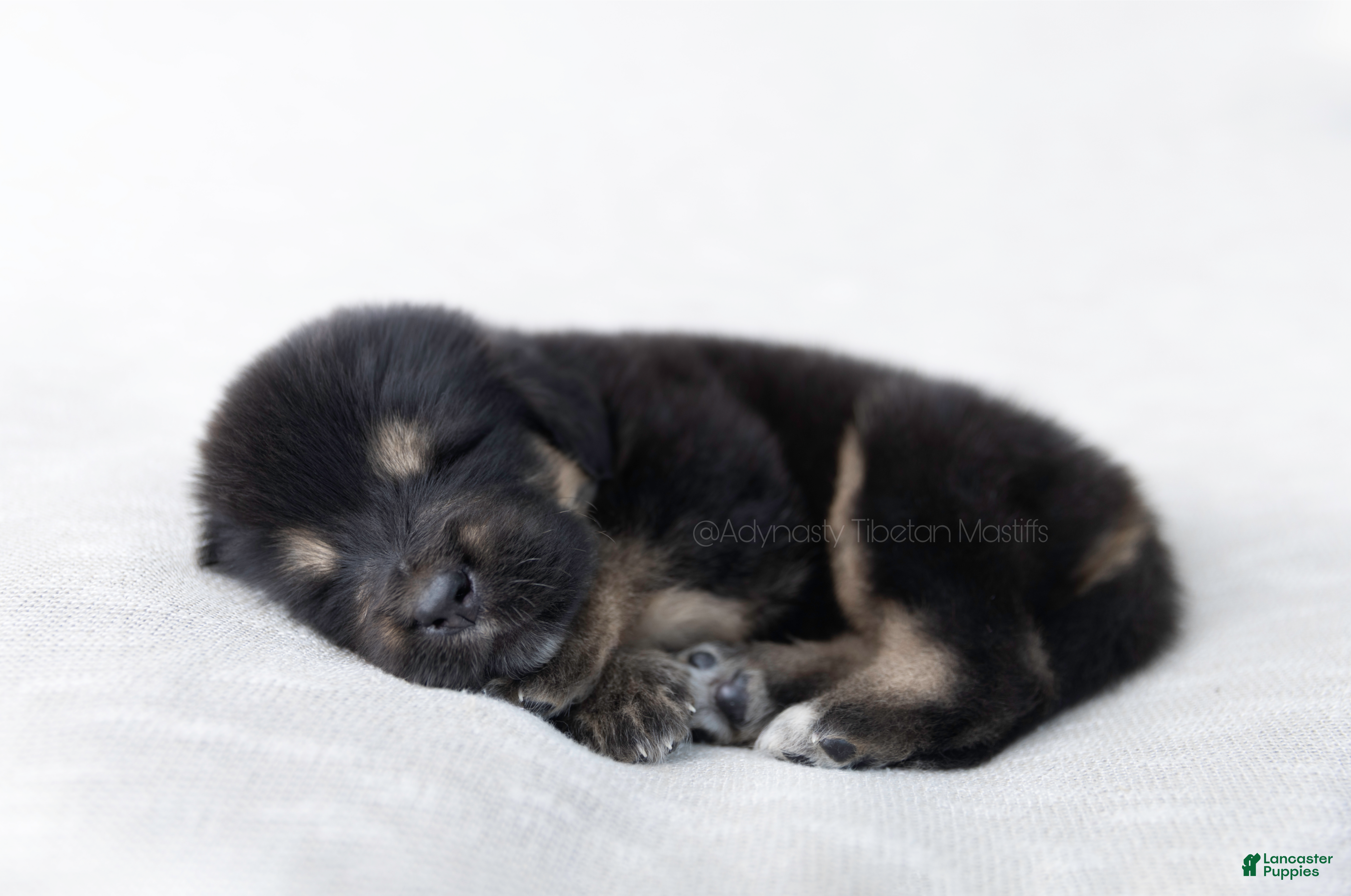 Tibetan Mastiff dogs Tibetan Mastiff Puppy | Orange Boy - Ad 2