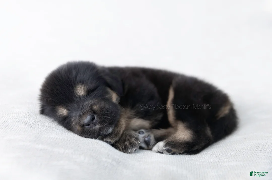 Tibetan Mastiff dogs for sale: Tibetan Mastiff Puppy | Orange Boy - Ad 2