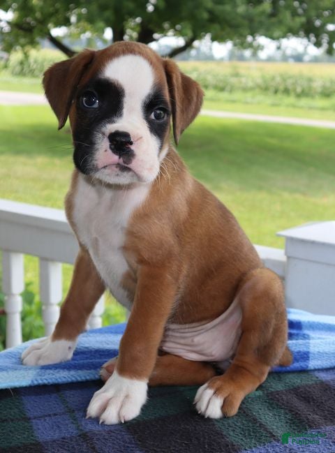 Boxer dogs Addison - Champ lines - Ad 2