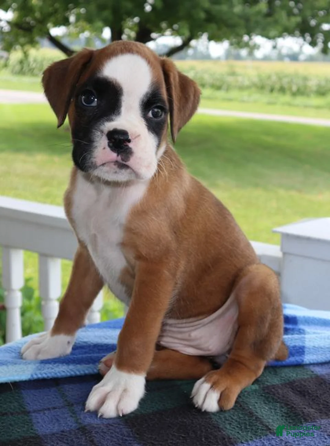 Boxer dogs for sale: Addison - Champ lines - Ad 2