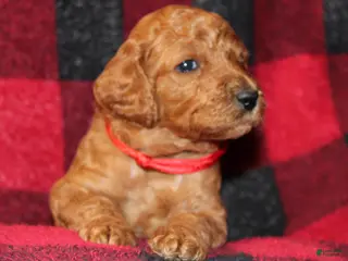 Standard Poodle dogs Standard Poodle Puppy 3 - Ad 40