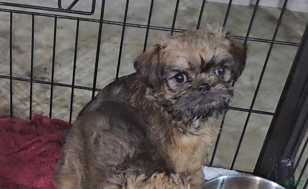 Brussels Griffon dogs Brussels Griffon Puppy 2 - Ad 4