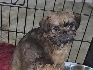 Brussels Griffon dogs Brussels Griffon Puppy 2 - Ad 1