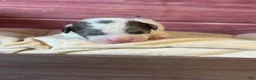 Toy Poodle dogs for sale: Banner - Ad 4