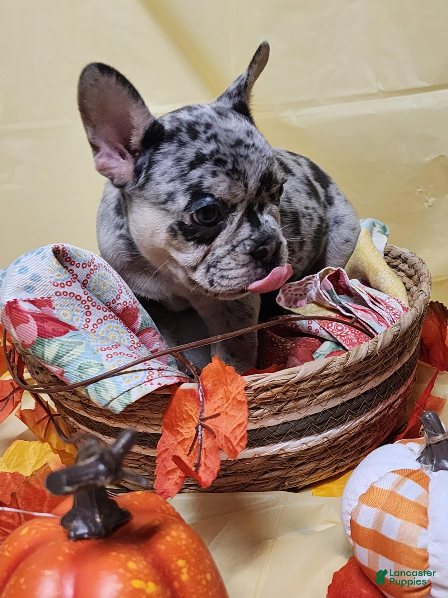 French Bulldog dogs French Bulldog 3 - Ad 2