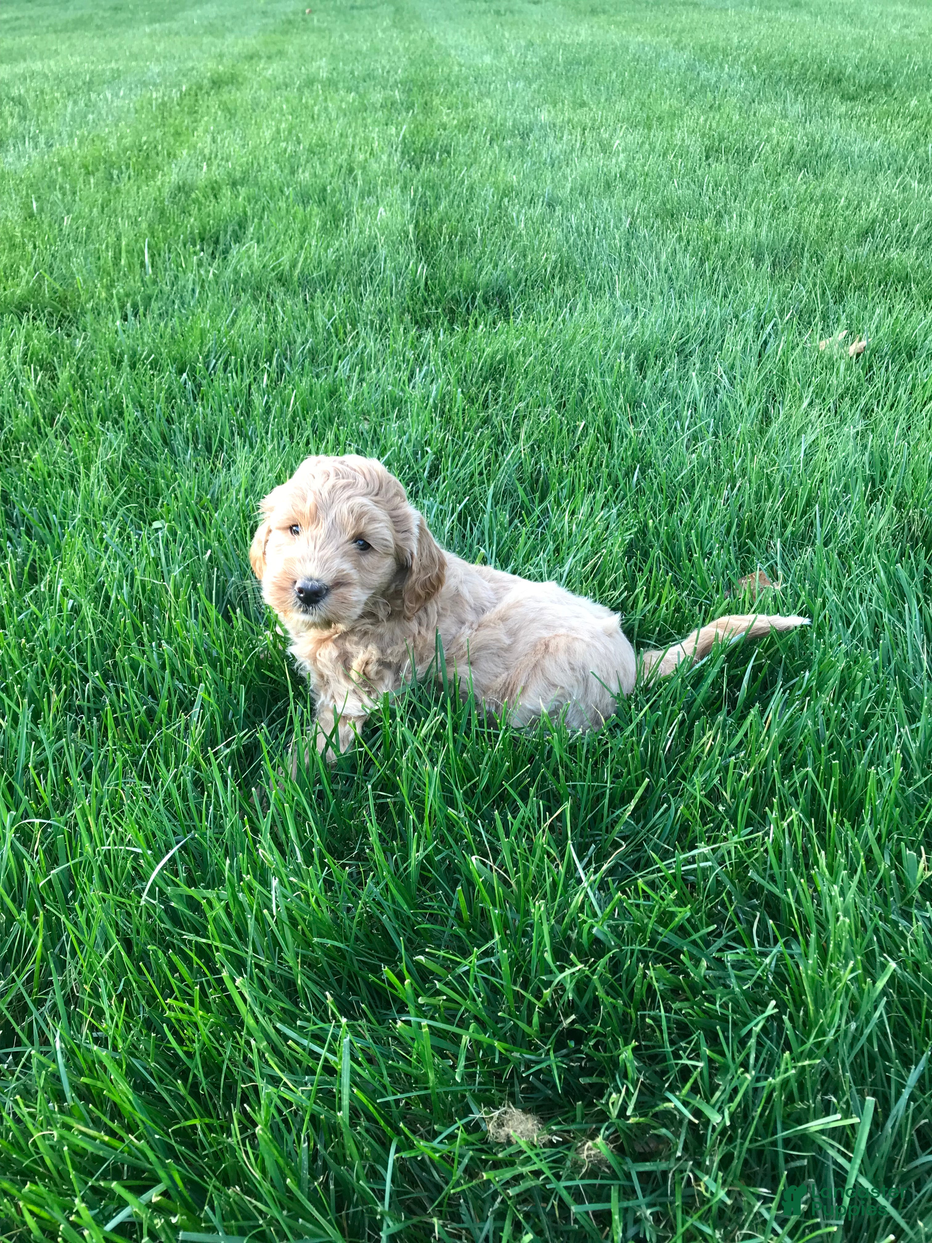Mini Goldendoodle dogs Millie - Ad 2