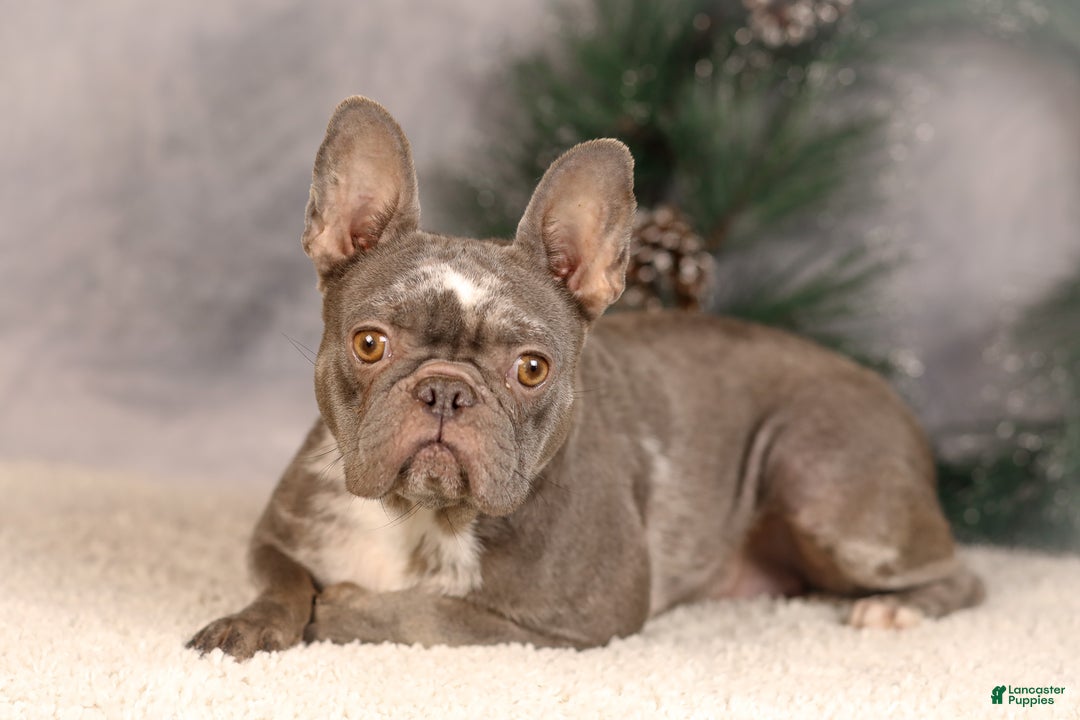 French Bulldog dogs for sale: Brent - Ad 7