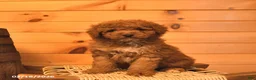 Mini Goldendoodle dogs for sale: Rowen  - Ad 3