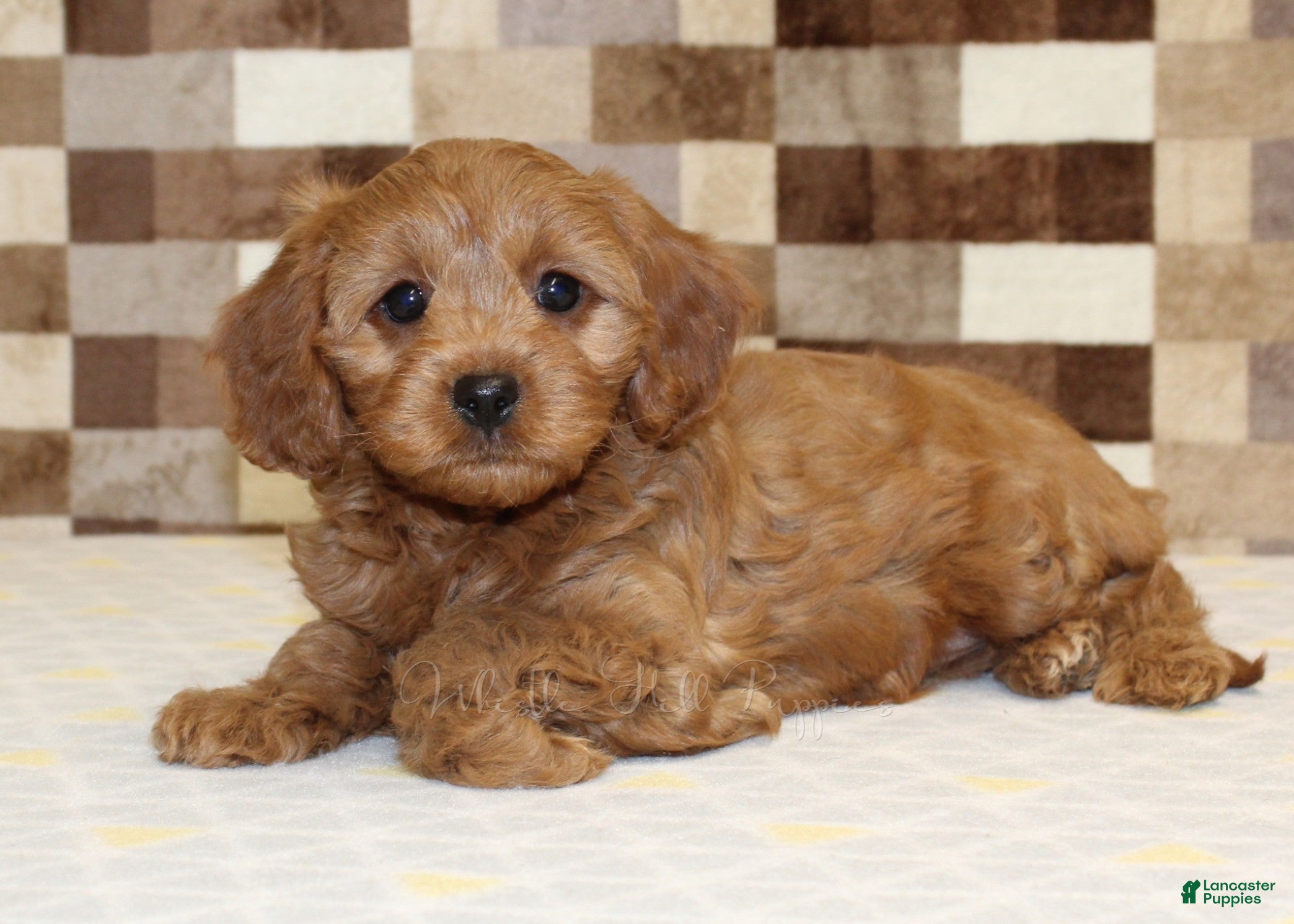 Cavapoo dogs Fancy - Ad 2