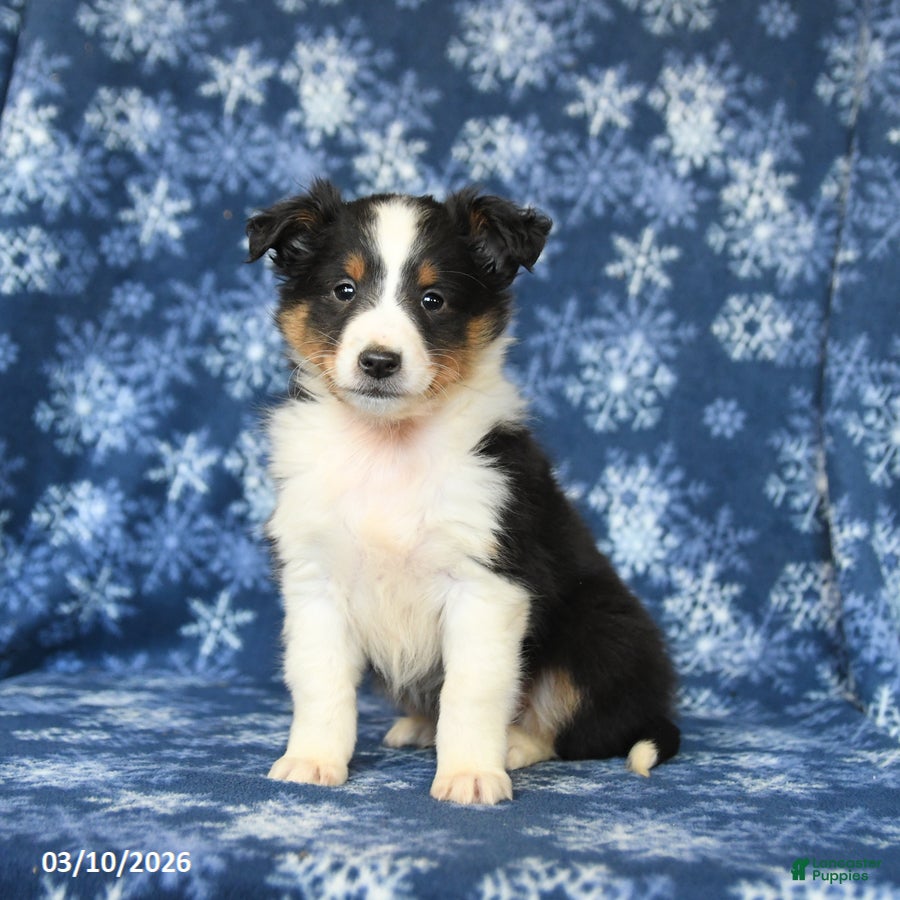 Shetland Sheepdog dogs Pepper - Ad 2