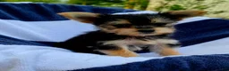 Yorkshire Terrier dogs for sale: Donald - Ad 6