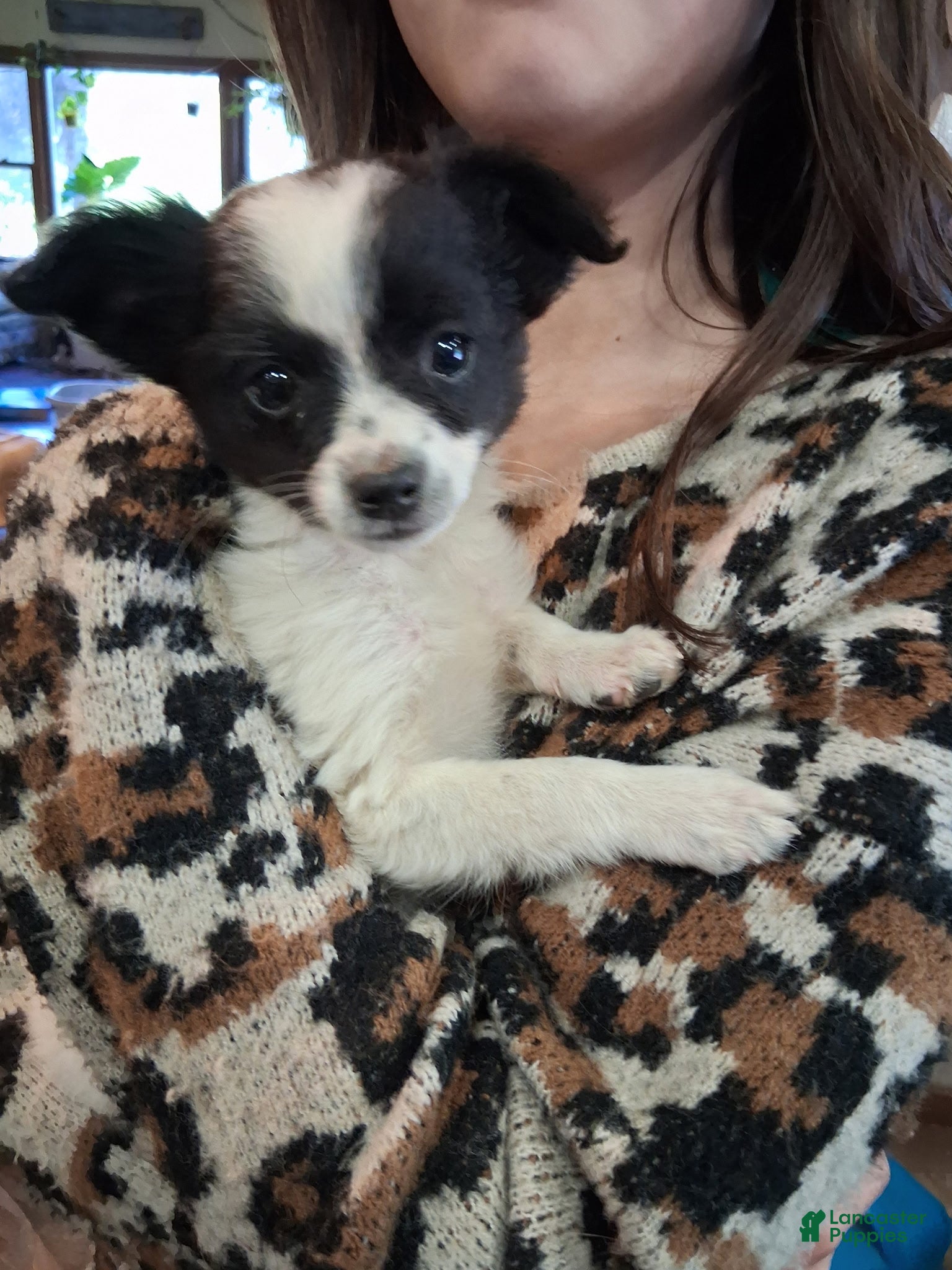 Mixed Breed dogs Nevada - Ad 22