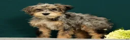Mini Bernedoodle dogs for sale: Pongo - Ad 1