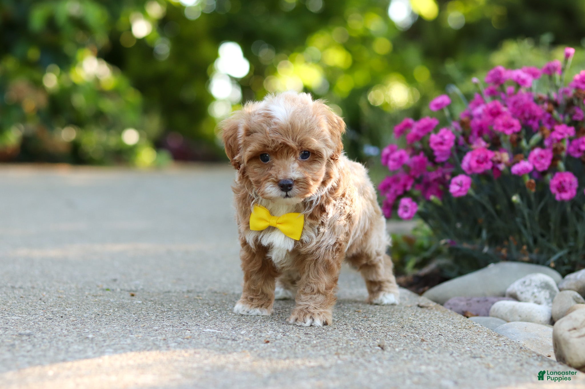 Cavapoo dogs for sale: Brady - Ad 7