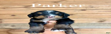 Parker