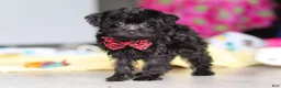 Yorkiepoo dogs for sale: Ricky - Ad 24