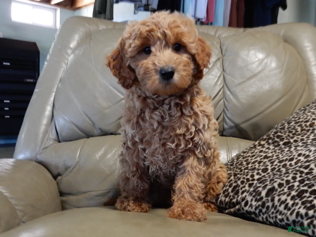 Mini Goldendoodle dogs for sale: Hunter - Ad 1