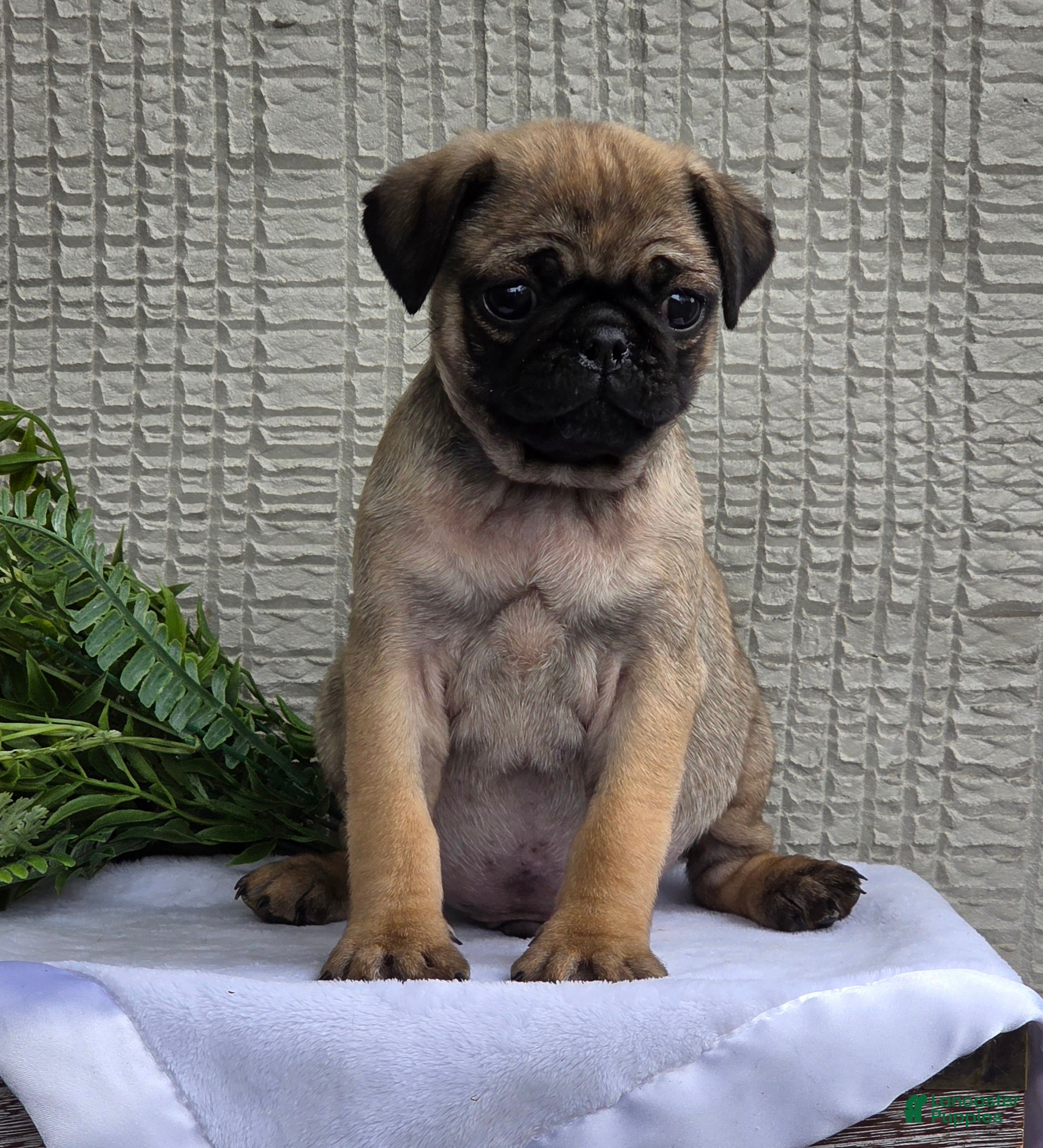 Pug dogs Baxter - Ad 1
