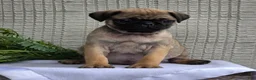 Pug dogs for sale: Baxter - Ad 4