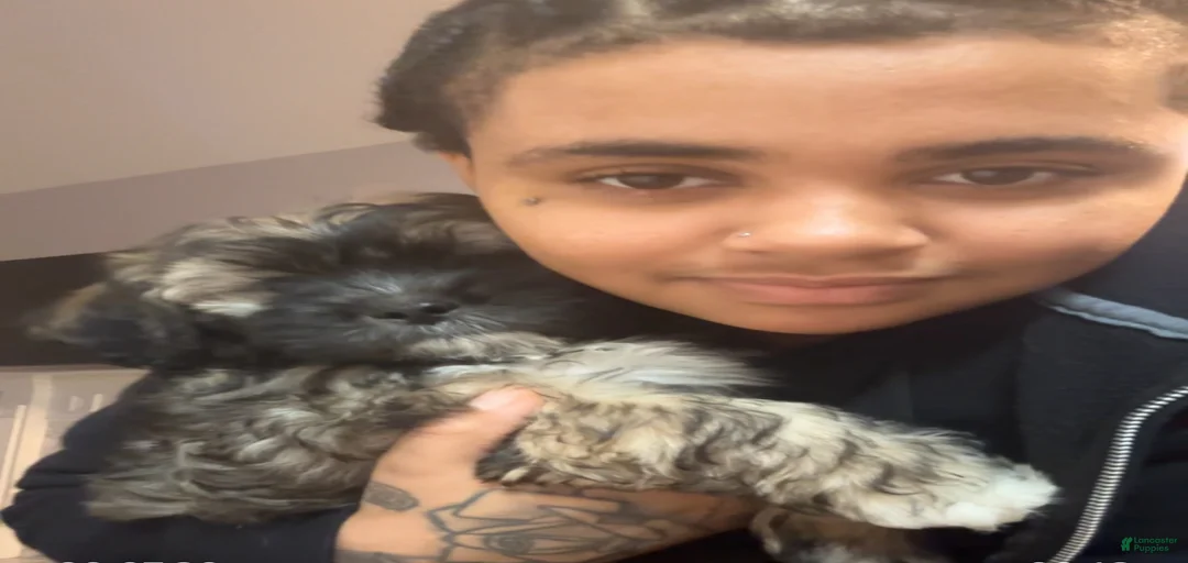 Gallery Image {{count}}