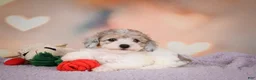 Maltipoo dogs for sale: Jasper - Ad 6