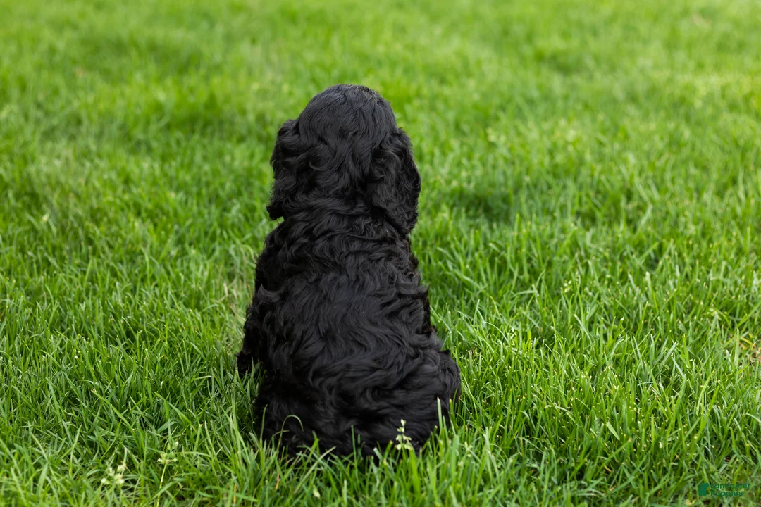 Cockapoo dogs for sale: Buster  - Ad 6