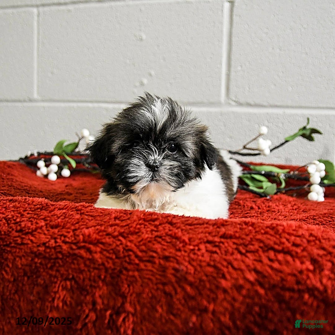 Shih Tzu dogs for sale: Happy - Ad 3
