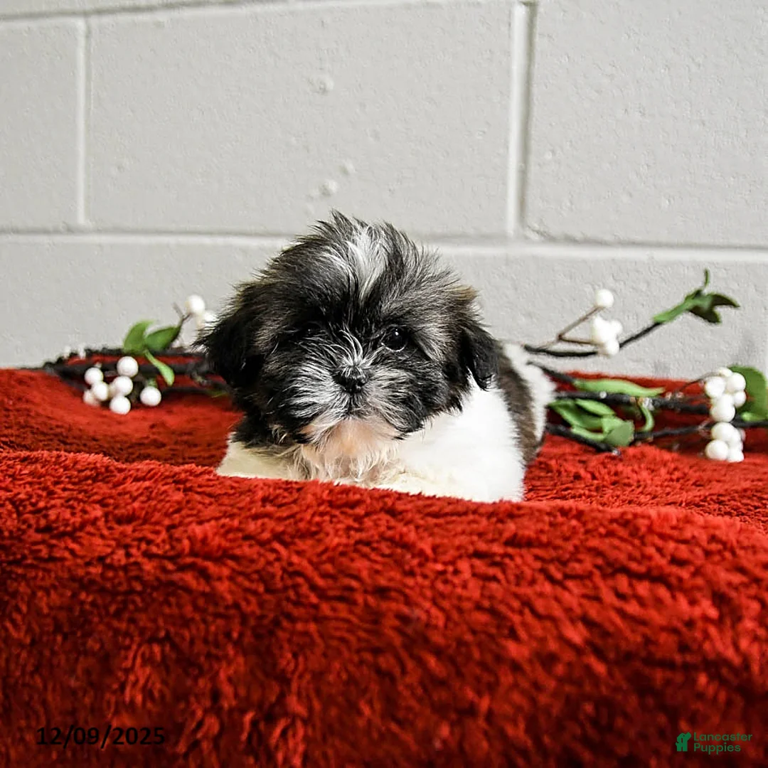 Shih Tzu dogs for sale: Happy - Ad 3