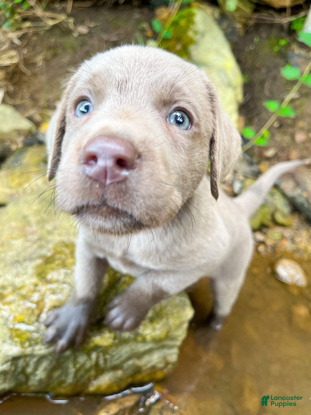 Labrador Retriever dogs for sale: Elsie - Ad 7