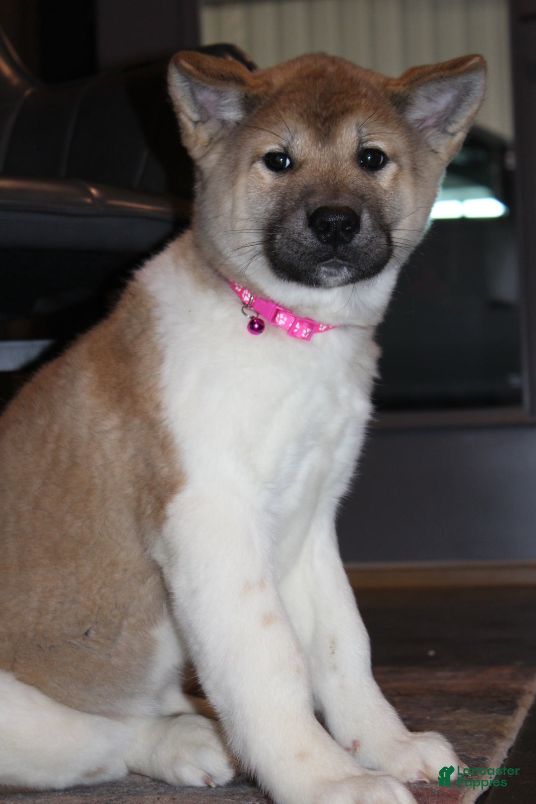Akita dogs for sale: AKC Kuna - Ad 6