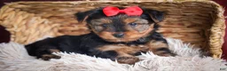 Yorkshire Terrier dogs for sale: DOC - Ad 4