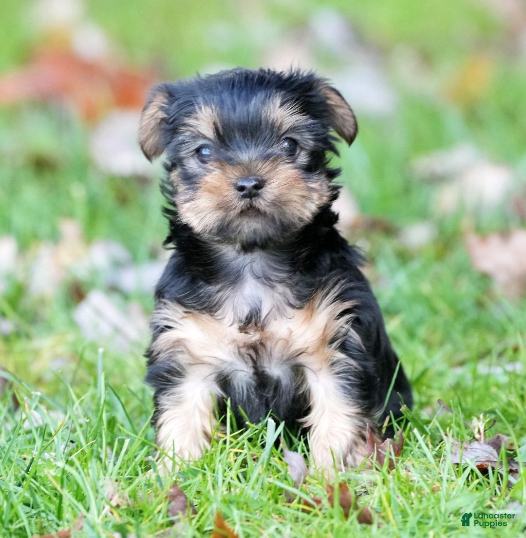 Yorkshire Terrier dogs for sale: Beck - Ad 2