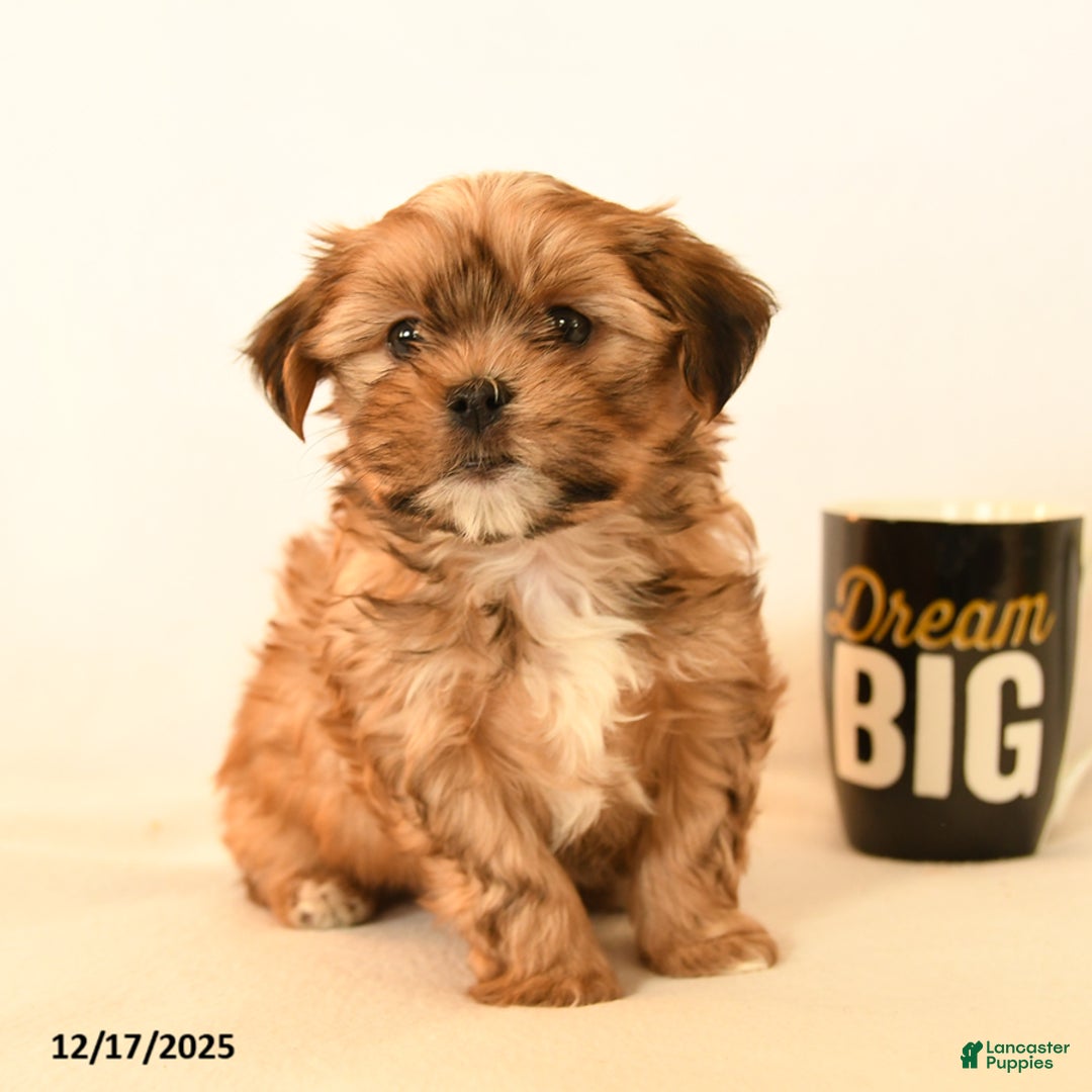 Shorkie dogs for sale: Dreamer - Ad 1