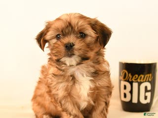 Shorkie dogs Dreamer - Ad 2