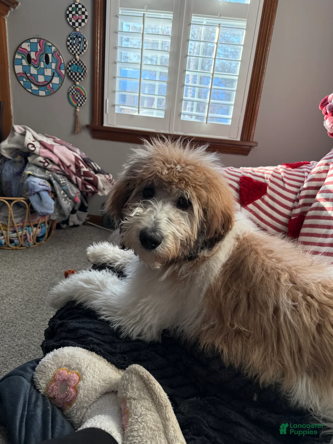 Saint Berdoodles dogs for sale: Saint Berdoodle 6mo Puppy - Ad 6