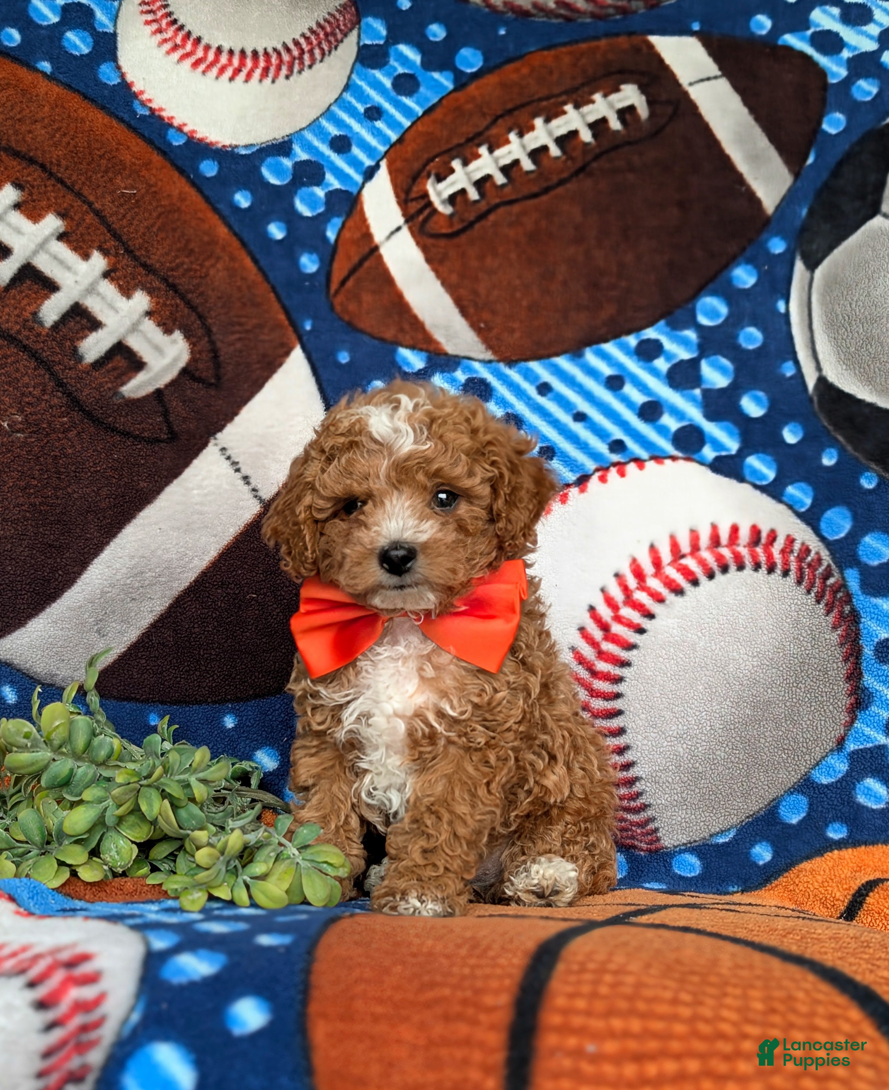 Miniature Poodle dogs for sale: Oden - Ad 1