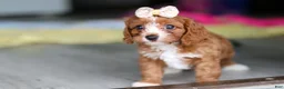 Cavapoo dogs for sale: Dolly - Ad 5